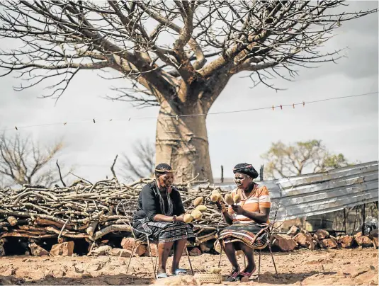  ?? Pictures: AFP/ MARCO LONGARI ?? FRUITS OF THEIR LABOUR: Baobab fruit harvesters Annah Muvhali and Cristina Ndou hold the fruits they have harvested in the village of Muswodi Dipeni in Limpopo province, near Mutale. About 1,000 women in the village earn a living by harvesting the furry, hard-shelled baobab fruit pods. The seeds and chalky powder inside the pods have become a global health craze celebrated for their vitamin-packed properties and now used in everything from flavoured soda, ice cream and chocolate to gin and cosmetics.