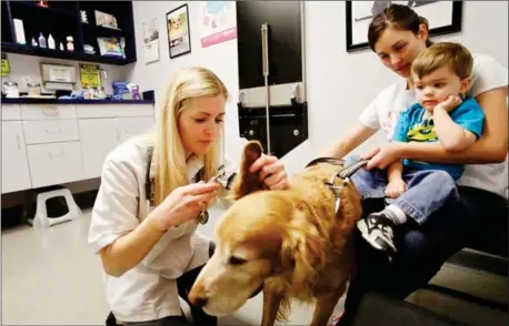  ?? JOSHUA LOTT/THE NEW YORK TIMES ?? Hayley Schafer checks up on Cabo at a veterinary clinic in Gilbert, Arizona. Women have become the majority of veterinari­ans since 2000, part of a continuing shift of women into previously male-dominated profession­s.