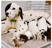  ??  ?? Spot the difference: This Dalmatian cross had 11 puppies