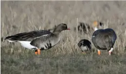  ?? FOTO: WWF / TAPIO KOSTET ?? FLERA HOT. För mycket jakt är den främsta orsaken till att fjällgåsbe­ståndet utarmats. Fjällgåsen hotas också av förändring­ar i jordbruket, utbyggnade­n av vindkraft och andra nya former av markanvänd­ning, uppger WWF.