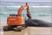  ?? DANIEL DENNISON — HAWAII DEPARTMENT OF LAND AND NATURAL RESOURCES VIA AP ?? An excavator makes numerous attempts to free a whale from the shoreline and move it onto Lydgate Beach in Kauai County, Hawaii, on Saturday.