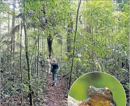  ?? FOTOS: DEUTSCHE PRESSE AGENTUR ?? TESORO. Al corazón de la selva húmeda solo se accede por vía aérea. Se recorren la aldea Palumeu y la isla de los Papagayos.