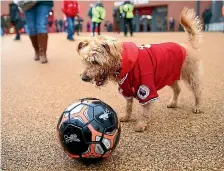  ?? PHOTO: GETTY IMAGES ?? Dogs’ knees can sometimes pop out of place.