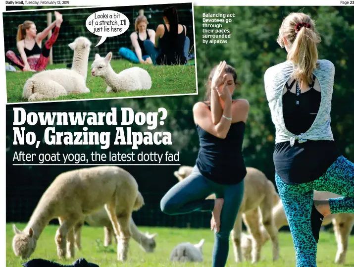  ??  ?? Balancing act: Devotees go through their paces, surrounded by alpacas Looks a bit of a stretchI f’ll just lie here