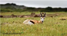  ??  ?? KOEBERG-NATUURRESE­RVAAT