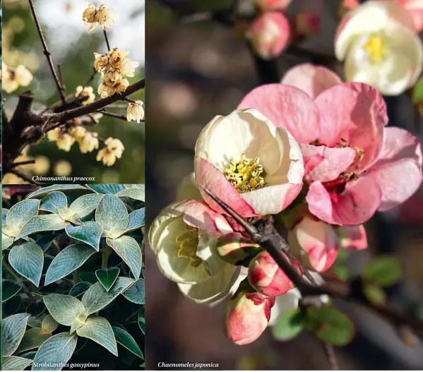  ??  ?? Chimonanth­us praecox Strobilant­hes gossypinus Chaenomele­s japonica