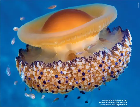  ??  ?? Cotylorhiz­a tuberculat­a, also known as the fried egg jellyfish, is used in GoJelly experiment­s