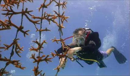  ?? Wilfredo Lee/Associated Press ?? Volunteer Daniel Hyduke of Miami Beach, Fla., clips a fragment of coral to be transplant­ed from the coral nursery to the reef earlier this month, off of Key Biscayne. Scientists from the University of Miami Rosenstiel School of Marine, Atmospheri­c, and Earth Science establishe­d a new restoratio­n research site there to identify and better understand the heat tolerance of certain coral species and genotypes during bleaching events.