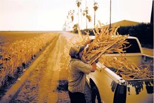  ??  ?? Guillermo Zamaripa, a field worker, loads corn into a truck Aug. 20 in California’s San Joaquin Valley.