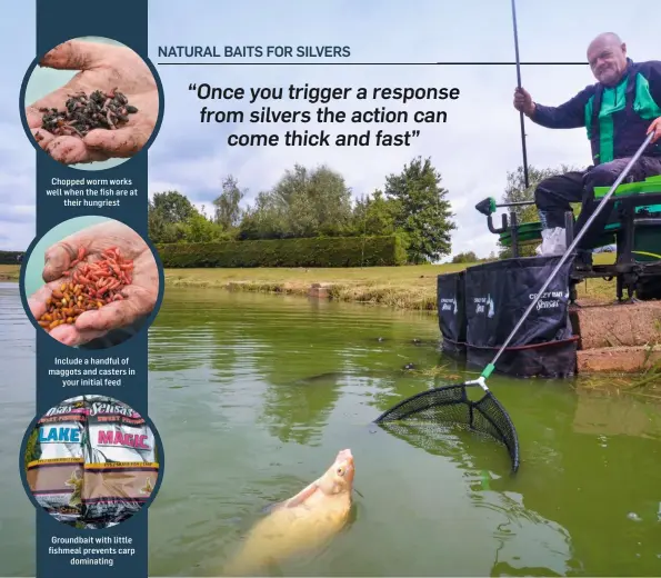  ??  ?? Chopped worm works well when the fish are at their hungriest Include a handful of maggots and casters in your initial feed Groundbait with little fishmeal prevents carp dominating