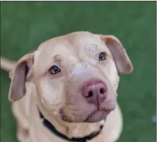  ?? CONTRIBUTE­D BY ANIMAL RESCUE LEAGUE OF BOSTON ?? Frida is one of three female pit bulls the Animal Rescue League of Boston has taken in from an alleged dog fighting operation in South Carolina