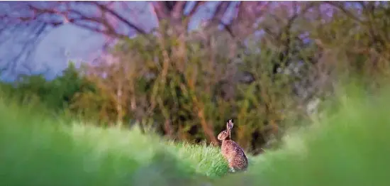  ?? Foto: dpa ?? Er hat es geschafft und den Winter gut überstande­n.