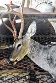  ?? Gene Ray / Contributo­r ?? The six-point rack atop the head of this white-tailed deer is nothing to write home about except for the fact that it is a doe sporting these antlers.