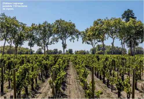  ??  ?? Château Lagrange possède 118 hectares de vignes.