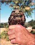  ?? JON HAMMOND / FOR TEHACHAPI NEWS ?? A Burrowing Owl that was found oiled with damaged feathers.