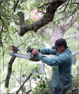  ?? ARIC CRABB — BAY AREA NEWS GROUP ?? Jorge Mijango of Ken’s Rototillin­g and Landscapin­g uses a chainsaw to cut trees for fire mitigation at a property along Via Floreado road on Nov. 16in Orinda.