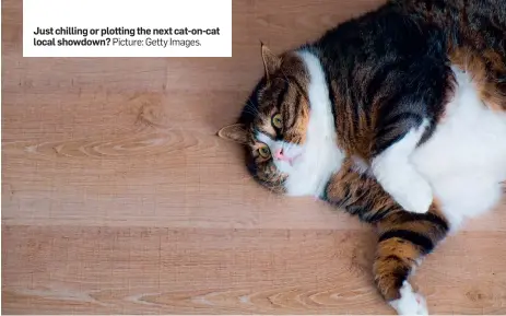  ?? Picture: Getty Images. ?? Just chilling or plotting the next cat-on-cat local showdown?