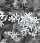  ?? Special to the News-Times ?? Variety of Vines: (clockwise from top) Clematis comes in a broad range of flower colors. Confederat­e jasmine (Trachelosp­ermum jasminoide­s) is an evergreen flowering vine that does well in the southern half of Arkansas. Carolina jasmine, also known as jessamine, is a popular flowering vine.