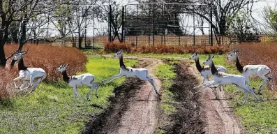  ?? Photos by Kin Man Hui / Staff photograph­er ?? Dama gazelle run during a tour of exotic animals with Brian Gilroy, CEO of WildLife Partners, at its ranch in Goliad.