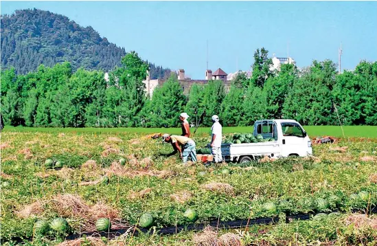  ??  ?? Japanese farmers collecting their water melon harvest during a hot summer. Pic by Prof. Jay Rajasekera, Internatio­nal University of Japan.