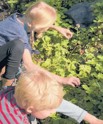  ?? JEFF LOWENFELS/AP ?? Giving kids a task in the garden, like harvesting berries, is a good way to encourage their interest.