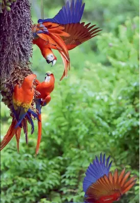  ??  ?? In New Zealand, wind farms are used to promote tourism in regions such as Tararua-Manawatu.
Left: Scarlet macaws at Corcovado National Park in Costa Rica. The country has protected 25 per cent of its national territory.
