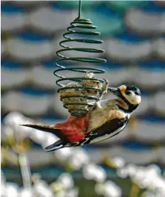  ??  ?? Mahlzeit! Dieser Specht bedient sich hungrig am Vogelfutte­r im Garten von Michael Riebel aus Kissing (Landkreis Aichach‰friedberg).