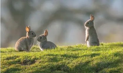  ?? Photograph: Wild Dales Photograph­y - Simon Phillpotts/Alamy ?? ‘Foxes hunting rabbits breed rabbits better able to escape; and rabbits escaping breed foxes better able to catch them.’