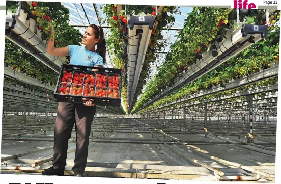  ??  ?? High-tech crop: A picker in a British strawberry nursery