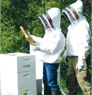  ??  ?? South Gippsland beekeepers inspecting their hives.