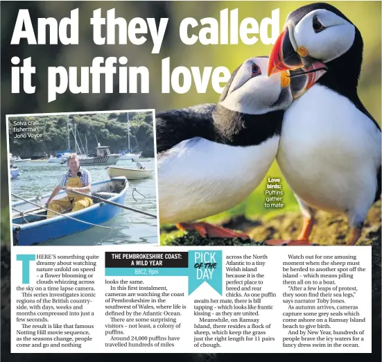  ??  ?? Solva crab fisherman Jono Voyce
Love birds: Puffins gather to mate