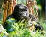  ??  ?? Mountain gorilla in Bwindi Impenetrab­le National Park.