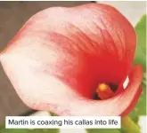  ??  ?? Martin is coaxing his callas into life
