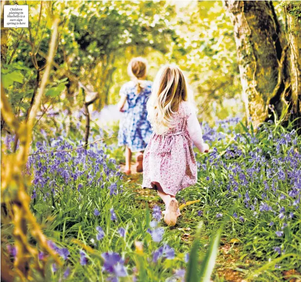  ??  ?? Children playing in bluebells is a sure sign spring is here