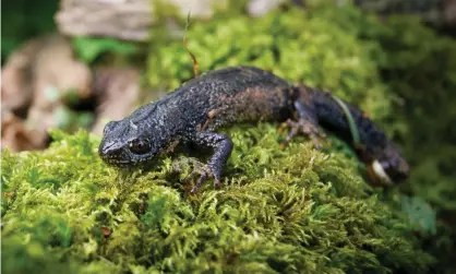  ?? Photograph: Joel Walley/Alamy ?? The prime minister’s disparagin­g reference to ‘newt-counting delays’ raised concerns that protection­s for vulnerable species, such as the great crested newt, would be scrapped.