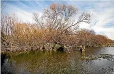  ?? BEJON HASWELL/ STUFF ?? The Temuka River has a D rating for E.coli but is ‘‘very likely improving,’’ according to a national study.