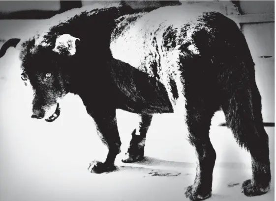  ?? FOTO: DAIDO MORIYAMA ?? Den herrelösa hunden är ett viktigt motiv hos Daido Moriyama, årets Hasselblad­pristagare.■