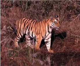  ?? FOTO: TT-AP/NOBUYUKI YAMAGUCHI ?? Tiger, fotografer­ad på Sumatra i Indonesien. Nya dna-studier■ visar att de flesta tigrar är mycket nära släkt och därför har forskarna nu minskat antalet underarter från nio till två. Den ena omfattar alla tigrar på det asiatiska fastlandet, den andra tigrarna på Sumatra.