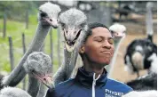  ??  ?? STICKING HIS NECK OUT: Visitor Raymondo Blaaw poses with ostriches being fed at the Cango Ostrich Show Farm