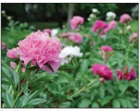  ?? (Hot Springs Sentinel-Record file photo) ?? Peony blossoms can be so large that plant stakes are needed to hold the stem up.