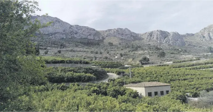  ?? Fotos: Marie Altpeter ?? Ausblick auf die grünen Plantagen zwischen der Sierra de l’Almirant im Norden und der Sierra Foradada im Süden.