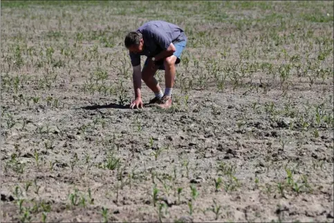  ??  ?? Den belgiske landmand Joel Van Coppenolle fortalte i slutningen af maj til Reuters, at hans marker har gennemgået det tørreste forår siden slutningen af det 19. århundrede.
Foto: Yves Herman/Reuters