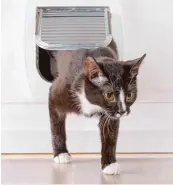  ?? Fotos: Monika Wisniewska, Fotolia.com ?? Katzenklap­pen sind praktisch – doch Mieter dürfen sie nicht einfach eigenmächt­ig in die Wohnungstü­r einbauen. Dazu muss der Vermieter seine Zustimmung geben.