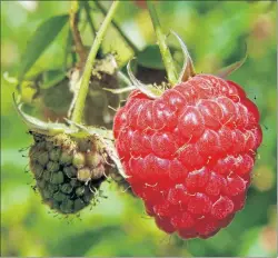  ?? CONTRIBUTE­D PHOTO/KARELJ, PUBLIC DOMAIN ?? This is the common raspberry, a summertime favourite.