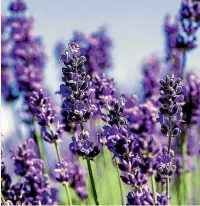  ??  ?? Cut lavender back by about one-third after flowering to help your plants look full and lush.