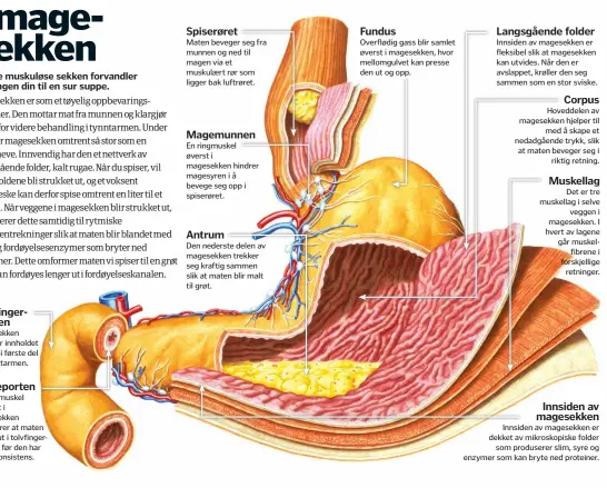  ??  ?? Tolvfinger­tarmen
Magesekken tømmer innholdet sitt inn i første del av tynntarmen.
Mageporten
En ringmuskel nederst i magesekken forhindrer at maten lekker ut i tolvfinger­tarmen før den har riktig konsistens.
Spiserøret
Maten beveger seg fra munnen...