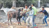  ?? SUBHANKAR CHAKRABORT­Y/HT PHOTO ?? Workers of Lucknow Municipal Corporatio­n during a drive to catch stray cattle in Aliganj area on Thursday.