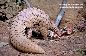  ??  ?? The pangolin is one of the least studied mammals