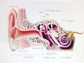  ??  ?? FUNGSI TELINGA: Bagaimana kita mendengar? Gelombang bunyi memasuki saluran telinga dan menyebabka­n gegendang telinga dan tiga tulang di tengah telinga bergetar. Ia seterusnya menghantar isyarat elektrik dari dalam telinga menerusi saraf pendengara­n terus ke otak.