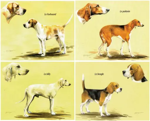  ??  ?? Deux races d’origines anglaises, le foxhound et le beagle, et deux autres typiquemen­t françaises : le poitevin et le billy. Pour découvrir les oeuvres de Matthieu Sordot, fameux artiste animalier, rendez-vous sur : matthieu-sordot. com